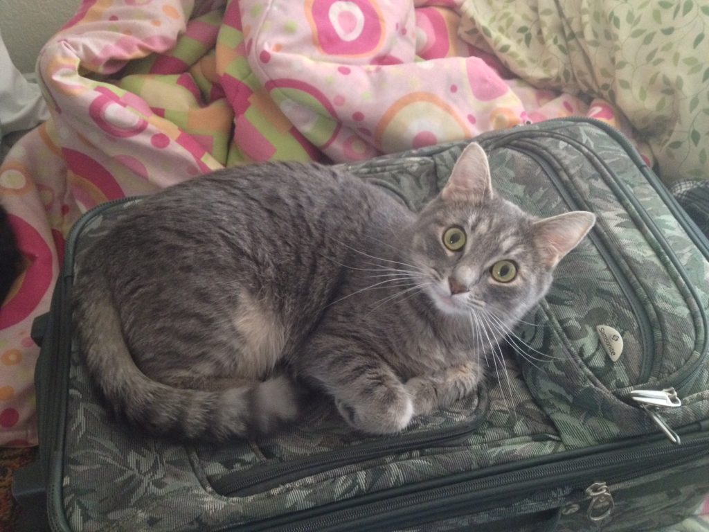 Stamp & Scrapbook EXPO